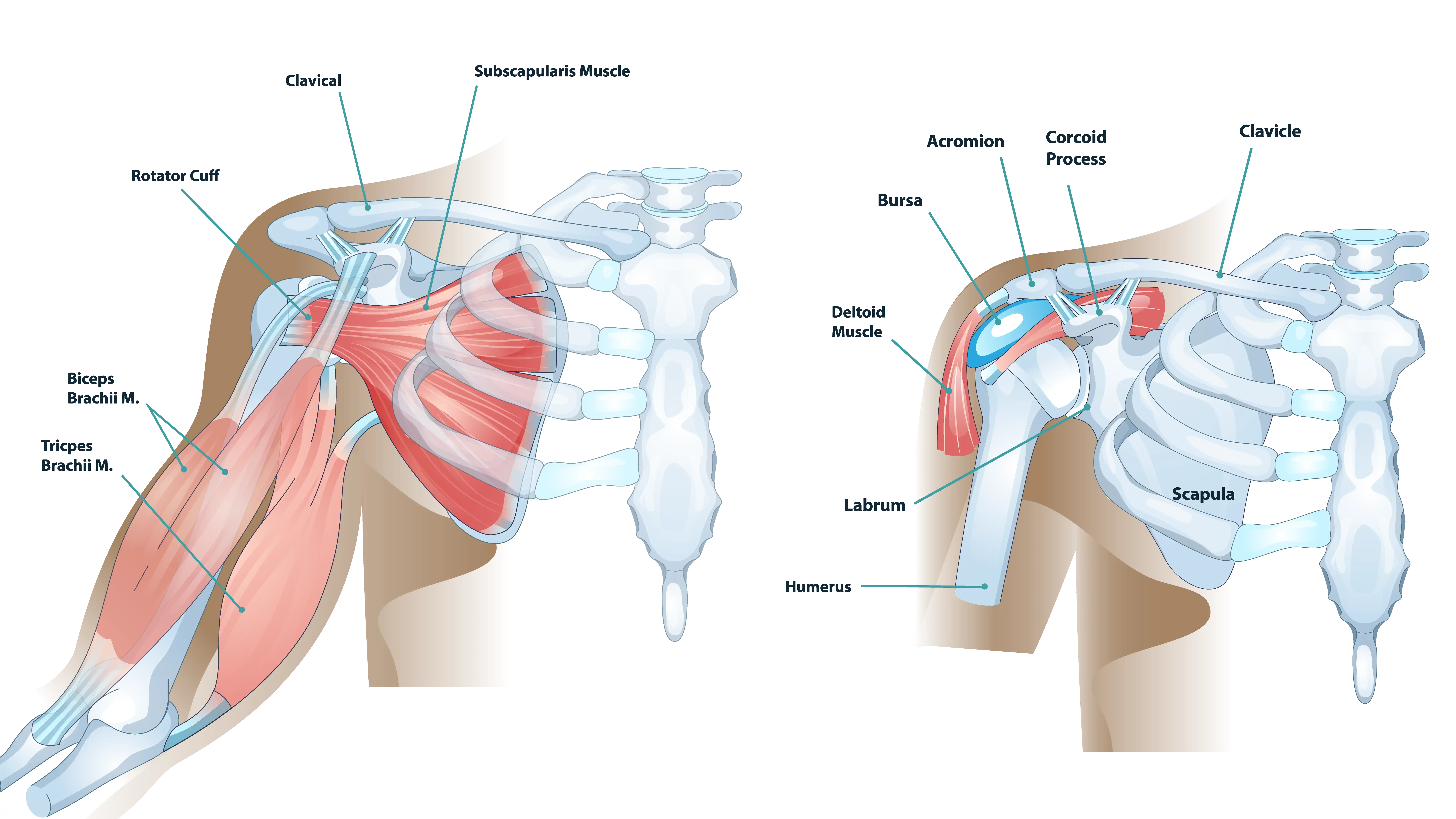 Shoulder Anatomy