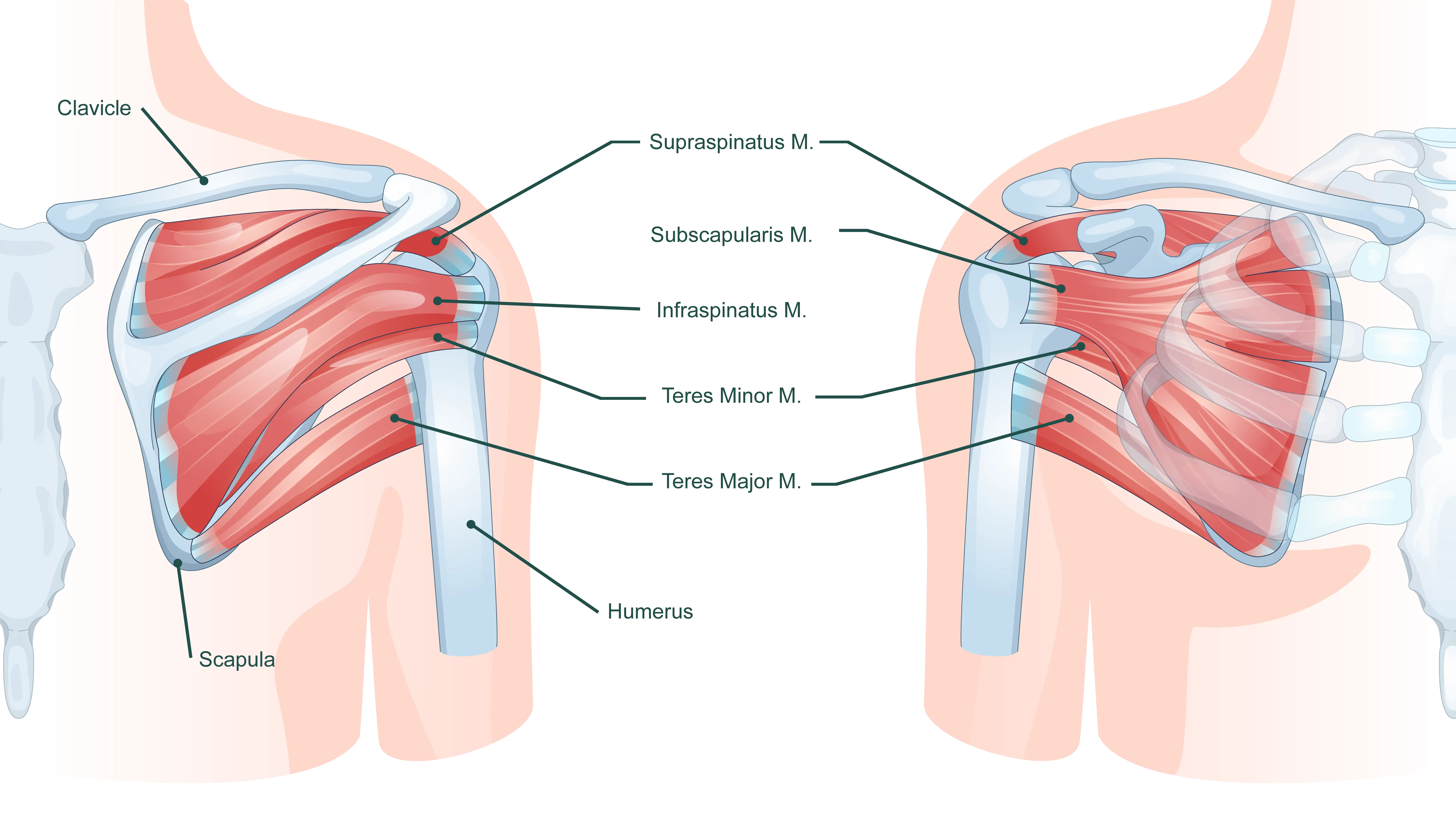 Rotator Cuff Muscles