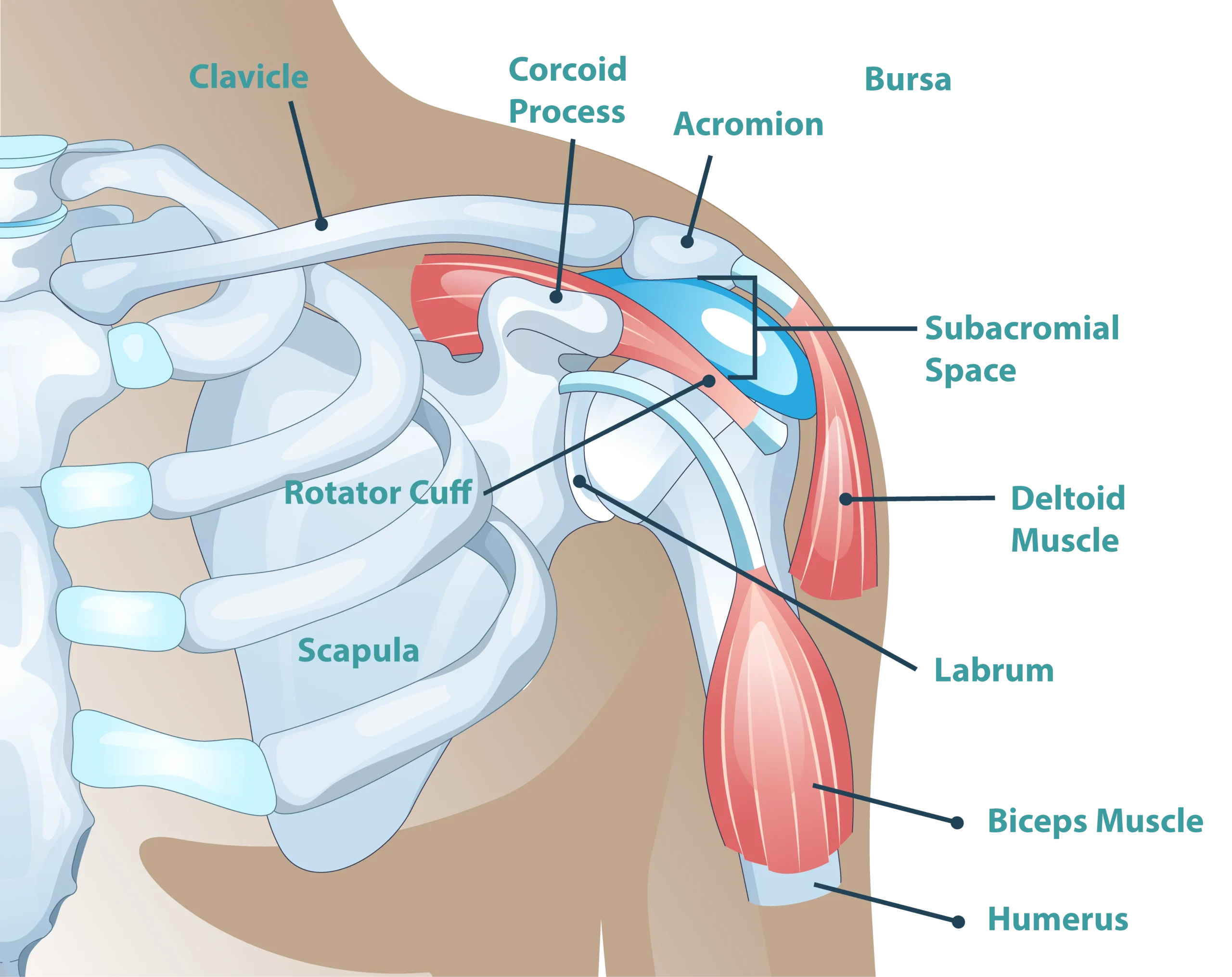 Complex Shoulder Anatomy