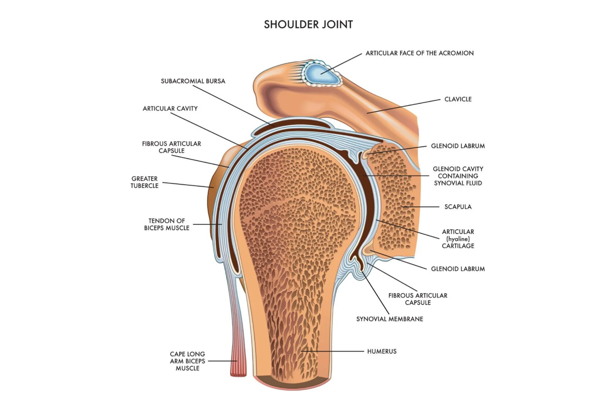 Shoulder Joint Anatomy Shoulder Joint Anatomy