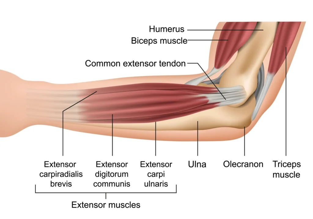 elbow anatomy diagram Full elbow anatomy diagram of the internal bone and muscle structure
