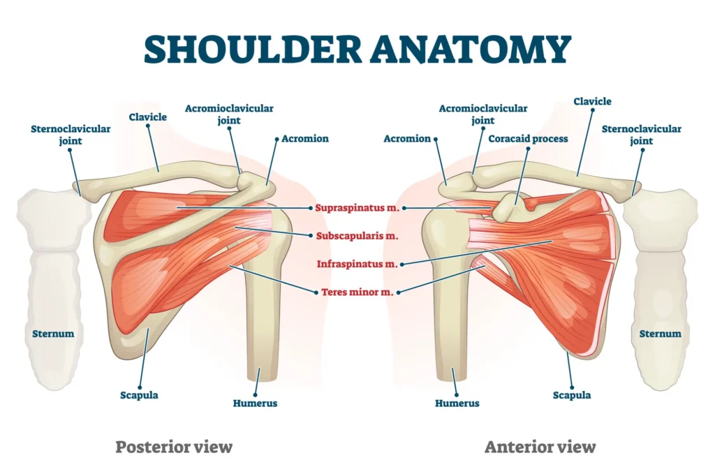Shoulder anatomy diagram. 